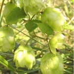 pommes de houblon